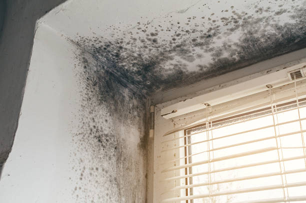Affordable Mold Removal solutions in Edison, GA